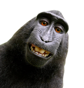 Monkey PNG-18727